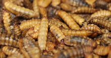 Load image into Gallery viewer, Dried BSF Larvae
